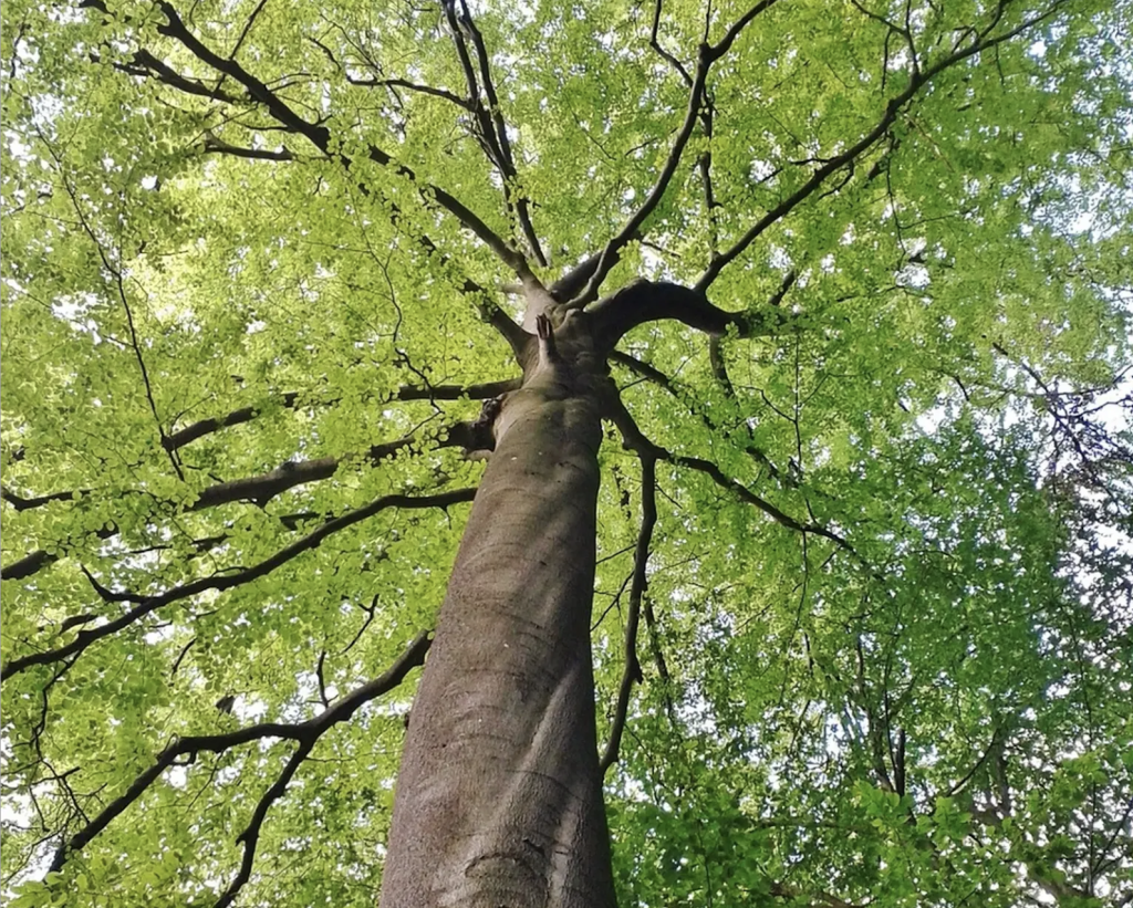 beech tree